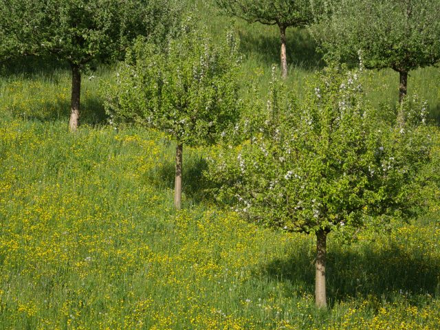Stratégies pour réduire les symptômes d’allergies saisonnières