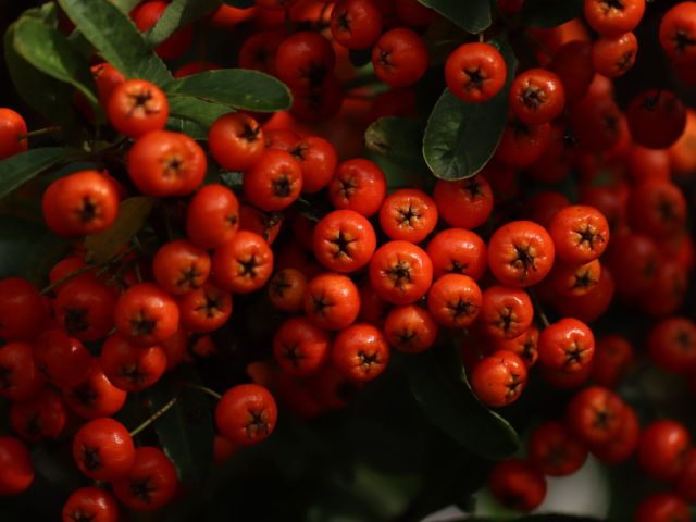 Comment l’alimentation booste votre immunité en automne ? Les clés à connaître