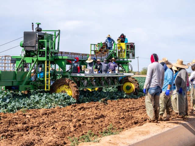 Quels légumes consommer en septembre pour une alimentation équilibrée ?