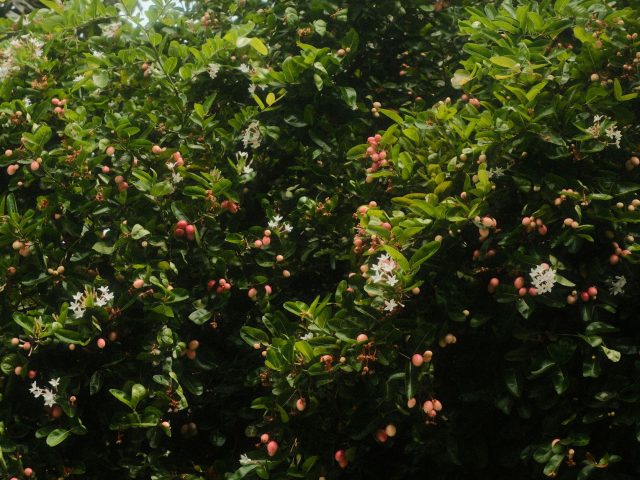 Fruits de saison : le secret pour des plats savoureux et sains
