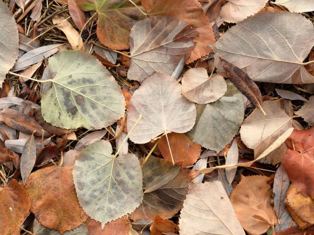 Prévenir les allergies durant l’automne